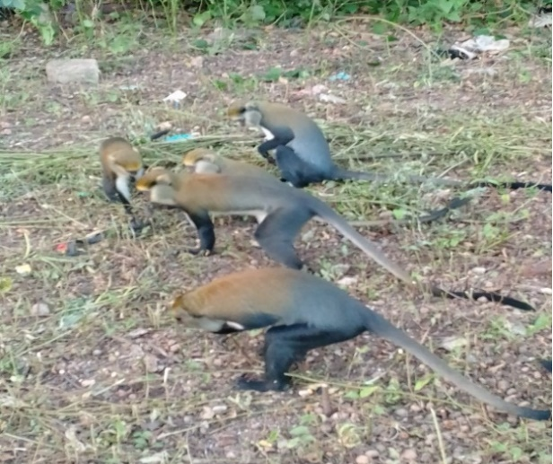 PROJET D4APPUI AU DEVELOPPEMENT ECONOMIQUE ET ECOLOGIQUE